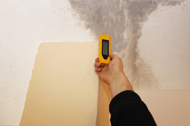 Best Basement Mold Removal  in Honesdale, PA